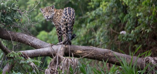 Foto: Pedro Helder Pinheiro / Shutterstock.com