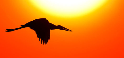 Fogo no Pantanal - Quem Conhece Preserva!