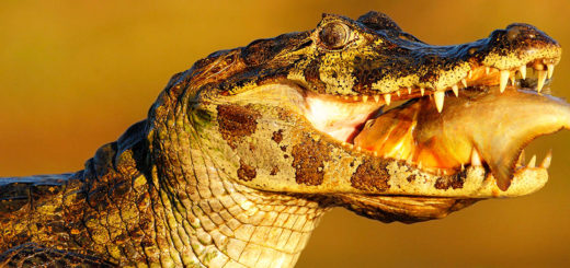 O Pantanal Precisa de Ajuda