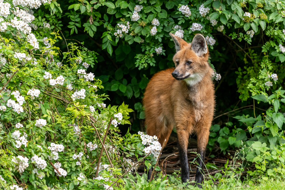 Foto: Benjamin B / Shutterstock.com