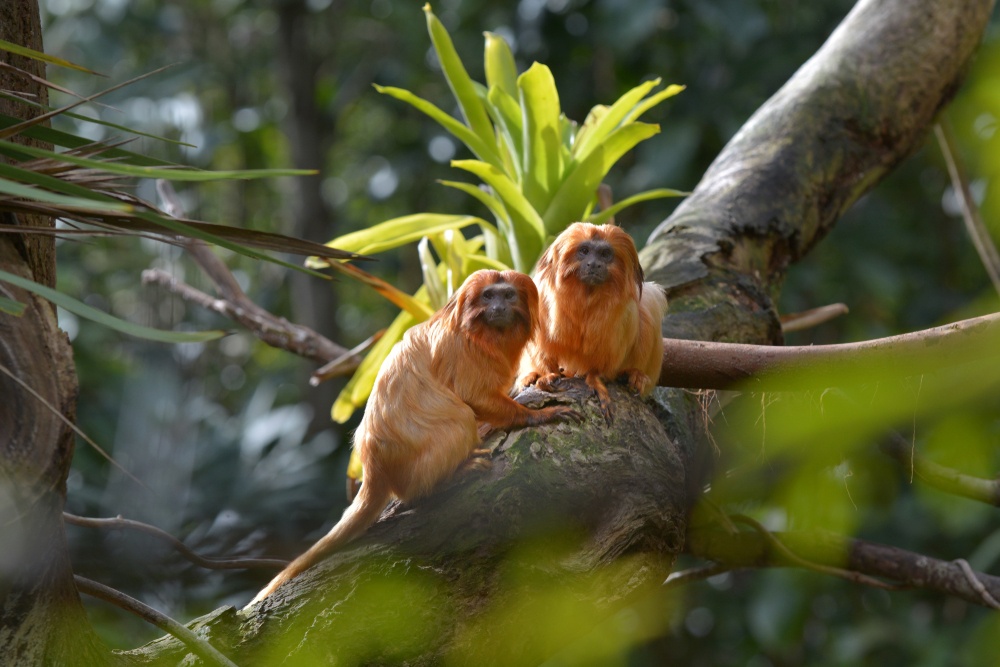 Foto: ChameleonsEye / Shutterstock.com