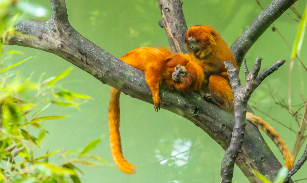 Foto: JCLobo / Shutterstock.com
