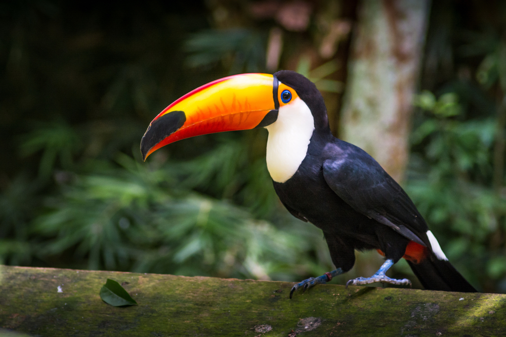 Foto: Dan Baciu / Shutterstock.com