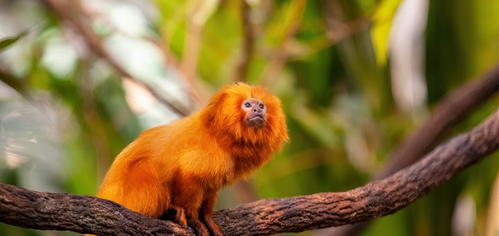 Foto: Mark Castiglia / Shutterstock.com