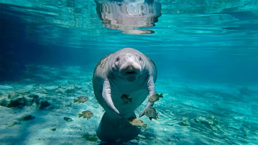 Foto: Animalgraphy / Shutterstock.com