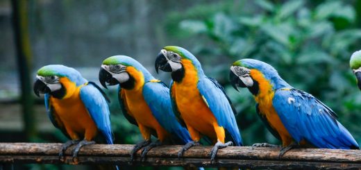 Foto: A VIJAYANAYAGAM / Shutterstock.com