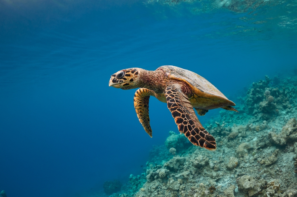 Foto: Tetsuo Arada / Shutterstock.com