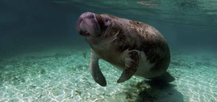 Foto: Greg Amptman / Shutterstock.com