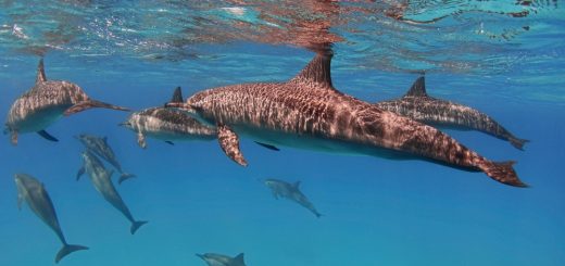 Foto: Vkilikov / Shutterstock.com