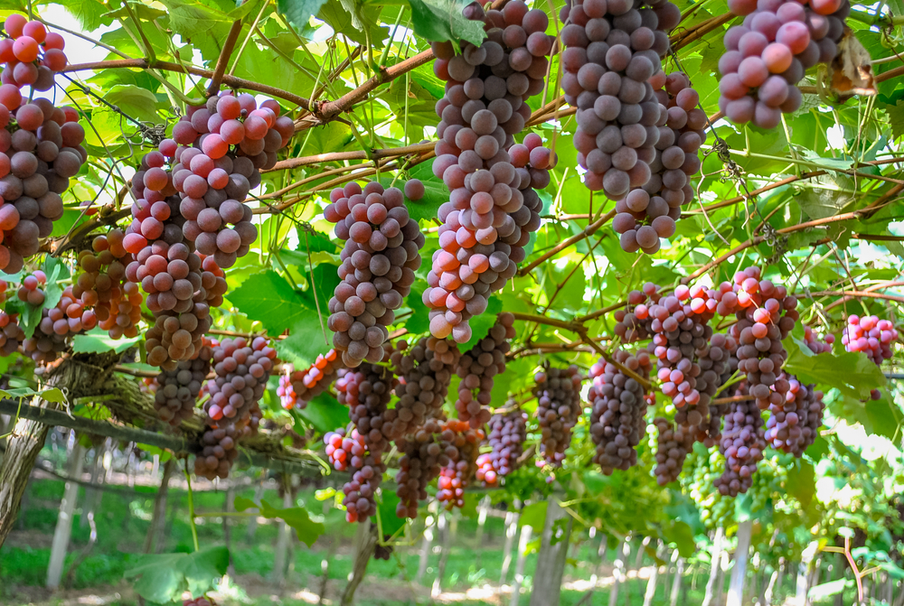 Foto: Antonio Meneghini / Shutterstock.com