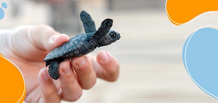 Foto: Stefano Ember / Shutterstock.com