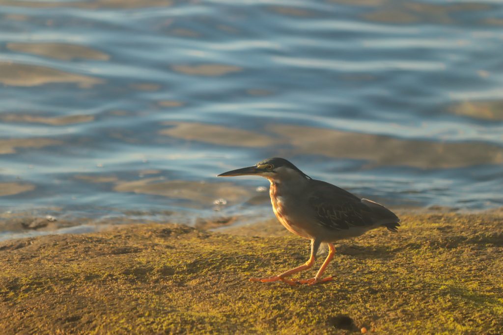 Foto: Guilherme Ferreira / Blumar DMC
