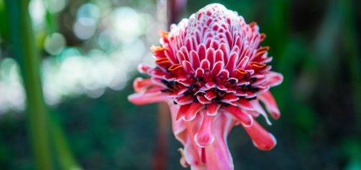 Foto: Rafael Catarcione / Riotur