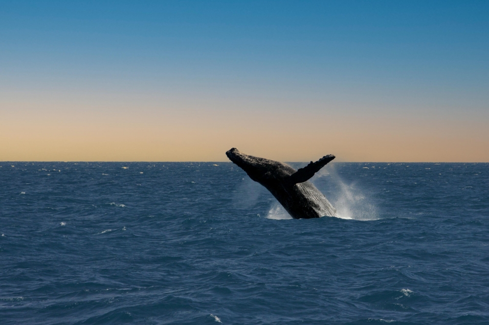 Foto: Joa Souza / Shutterstock.com
