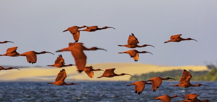 Passeio no Delta do Parnaíba Revoada dos Guarás