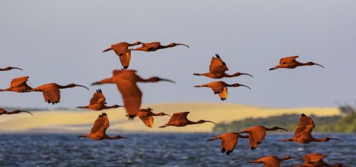 Melhor época para visitar o Delta do Parnaíba