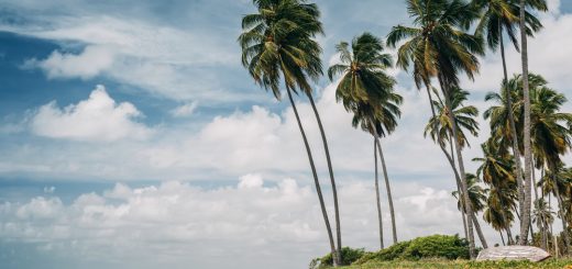 Foto: Nessa Gnatoush / Shutterstock