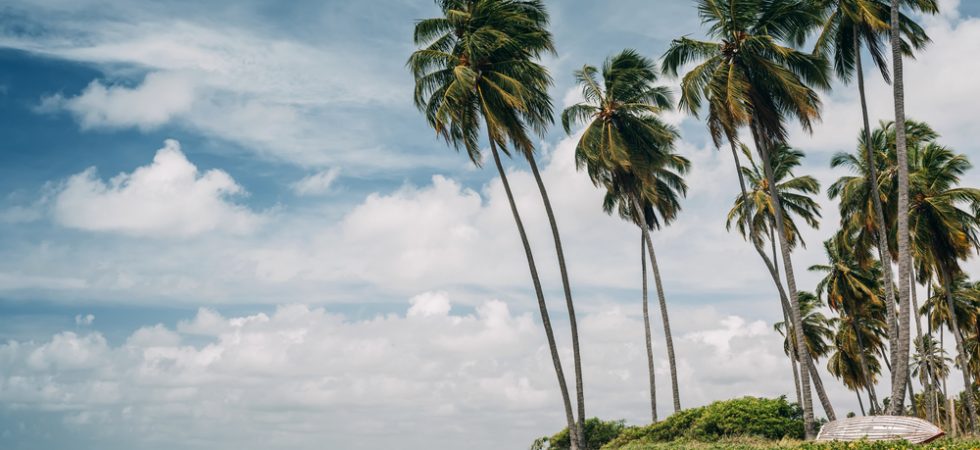 Foto: Nessa Gnatoush / Shutterstock