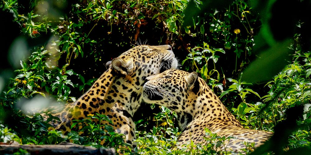 Foto: Yatra4289 / Shutterstock.com