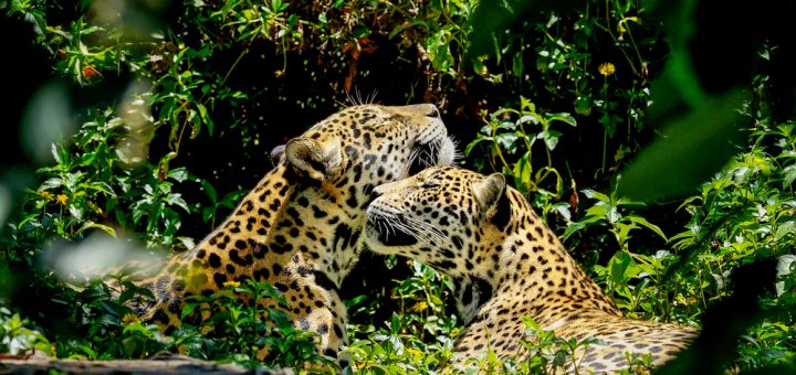 Foto: Yatra4289 / Shutterstock.com