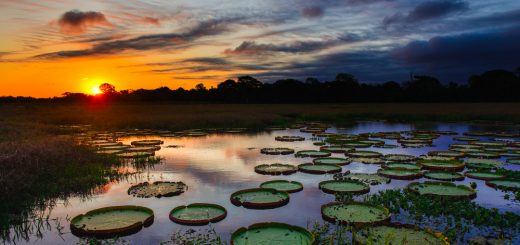 Foto: Christophe Schultz / Shutterstock