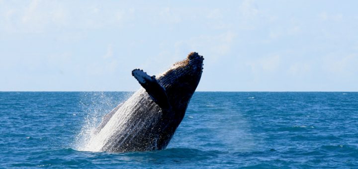 Foto: Joa Souza / Shutterstock.com