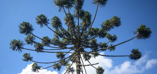 Foto: Marco Ankosqui / MTur