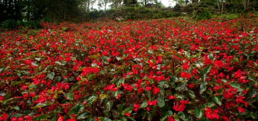 Qual o Melhor Show do Natal Luz de Gramado 2024? Foto: Renato Soares /MTur