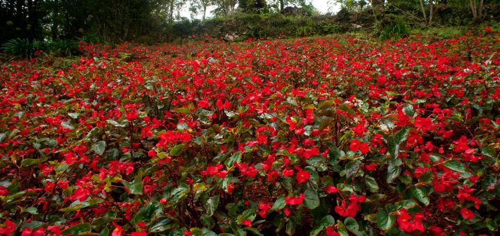 Qual o Melhor Show do Natal Luz de Gramado 2024? Foto: Renato Soares /MTur
