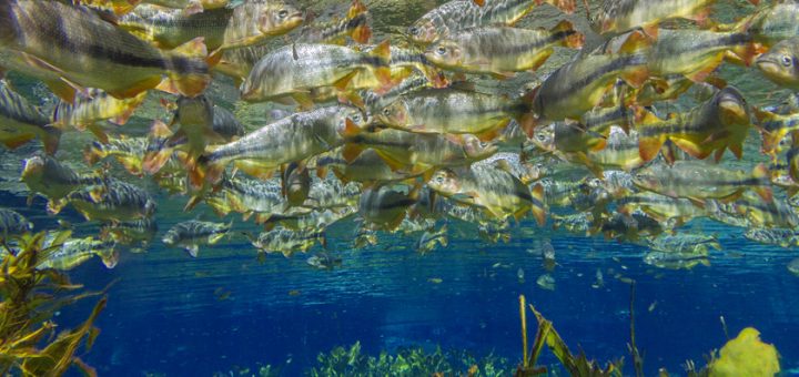 Qual é o tempo ideal para ficar em Bonito - Foto: Daniel Granville