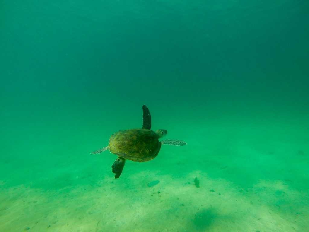 Foto: Guilherme Ferreira / Blumar DMC