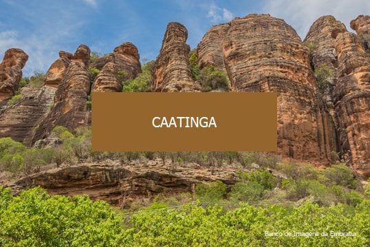 Natureza que Amamos, Caatinga