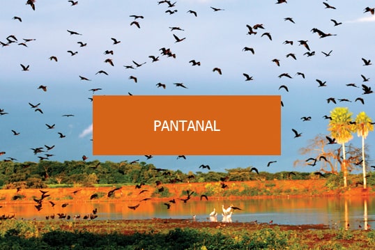 Natureza que Amamos, Pantanal