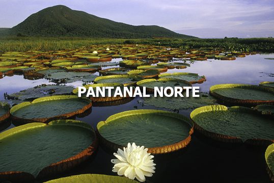 Conheça o Pantanal Norte no Mato Grosso com a Blumar Turismo