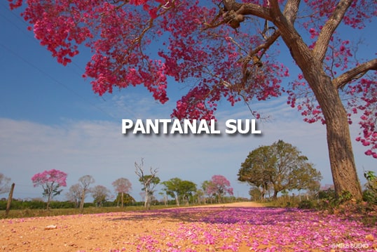 Conheça o  Pantanal Sul  no Mato Grosso do Sul com a Blumar Turismo