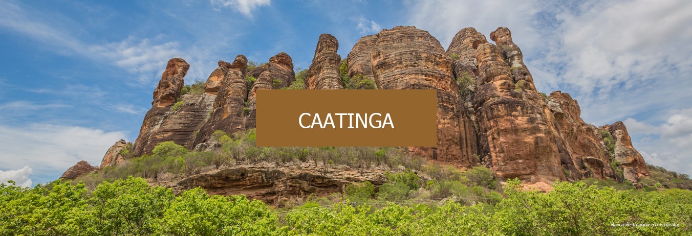 Conheça a Caatinga , o único bioma exclusivamente brasileiro.