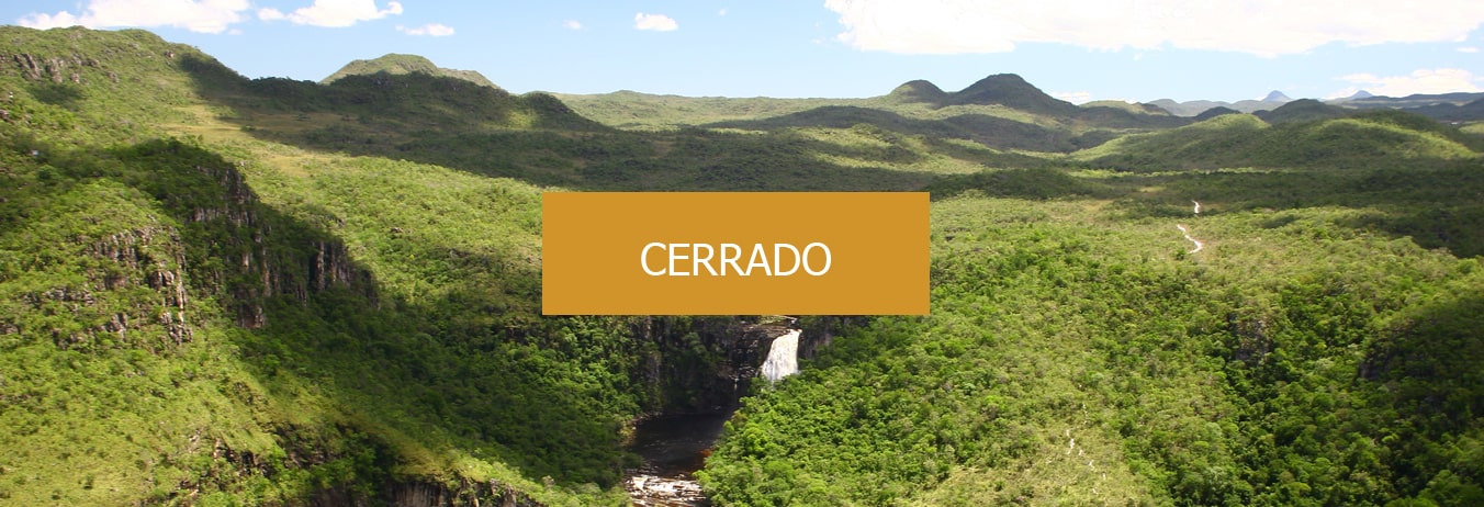 O segundo maior bioma do Brasil é o Cerrado, conheça a vasta savana tropical que cobre quase 25% das terras do Brasil.