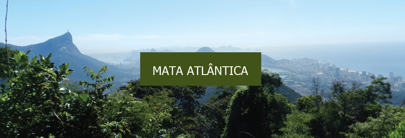 Conheça A Mata Atlântica,  um dos ecossistemas mais ameaçados do mundo.emanescente no Brasil.