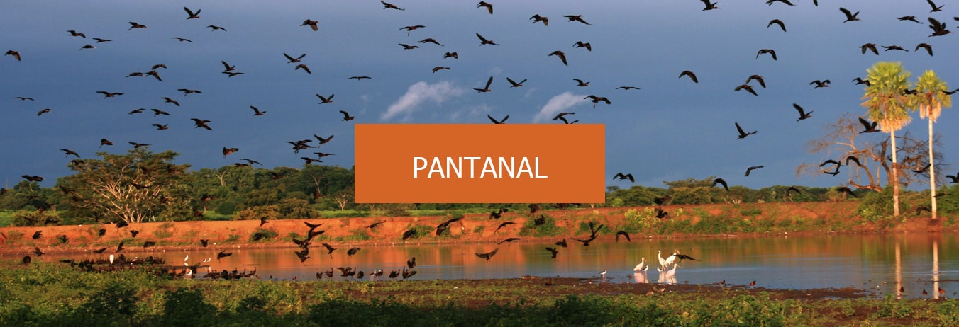 Conheça  o Pantanal Mato-grossense, a maior planície de inundação contínua do planeta.