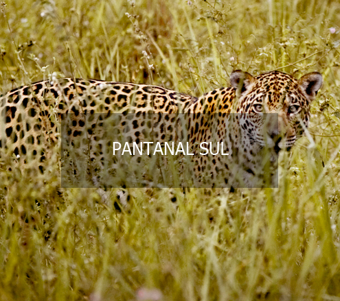 Veja as melhores opções de viagens com safari no Pantanal Sul.