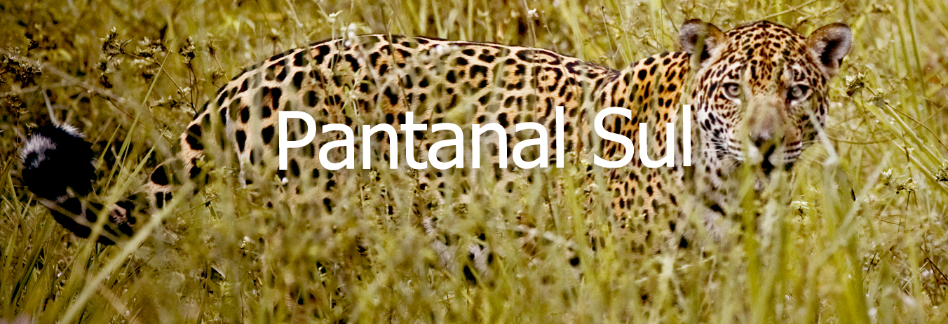 Organize sua viagem para o Pantanal Sul.